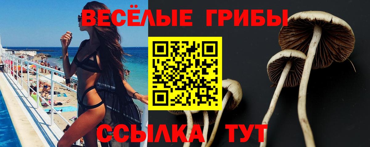 Сызрань  Галлюциногенные грибы Psilocybine cubensis  Вход с VPN 